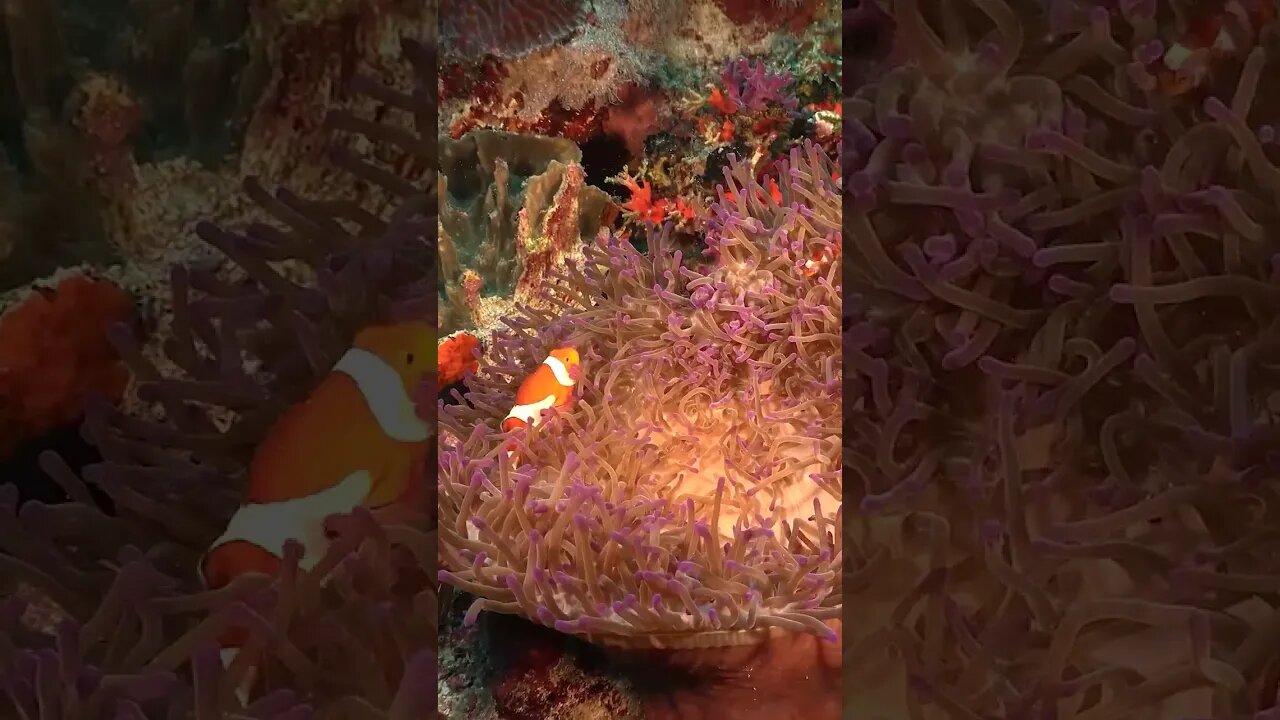 Underwater 5 #coral #coralreef #sea #ocean #viral #aquarium #shorts #samsung #clownfish #fish