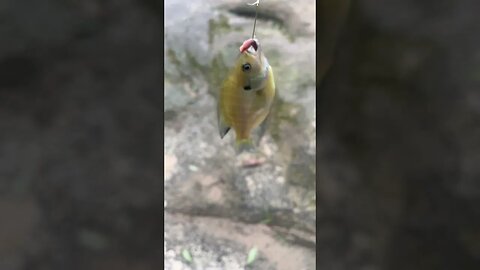 First fish of the day! Bluegill! #bluegill #outdoors #fishing