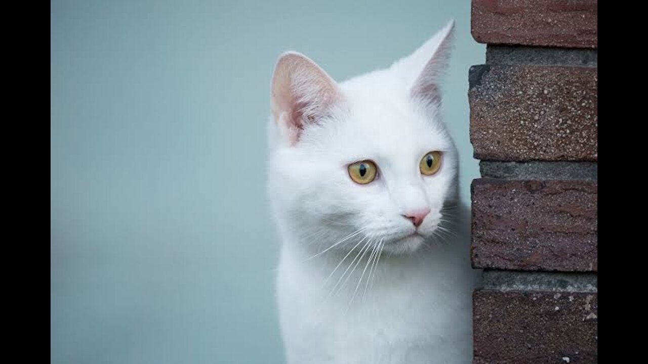 Cachorro e gato na bagunça