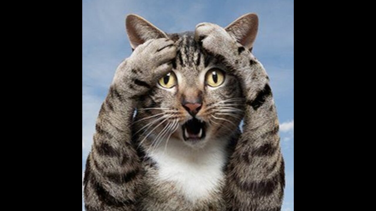 My cat