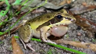 Un photographe capture l'appel d'une grenouille en rut