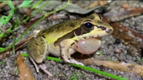 Un photographe capture l'appel d'une grenouille en rut