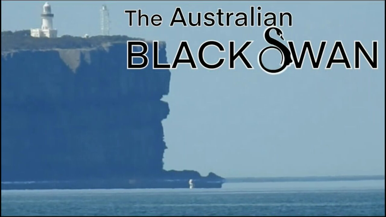 The Number One Globe Killer The Australian Black Swan