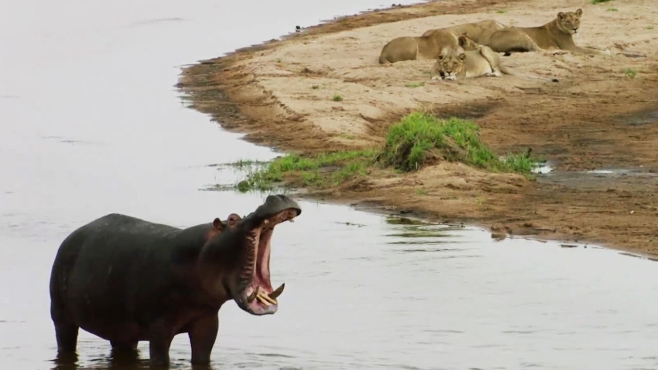 Lions vs Hippopotamus
