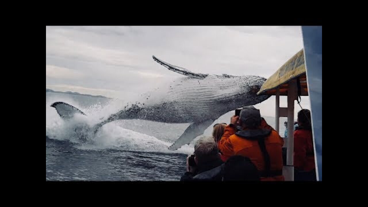 Whale jumps out of nowhere during sight seeing