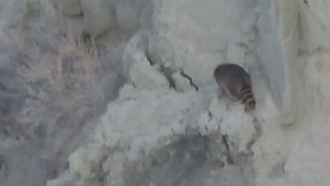 Raccoons scaling a cliff!