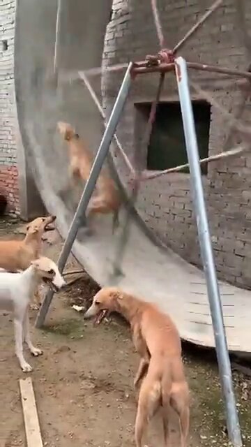 Beat the rest to their newfound toy