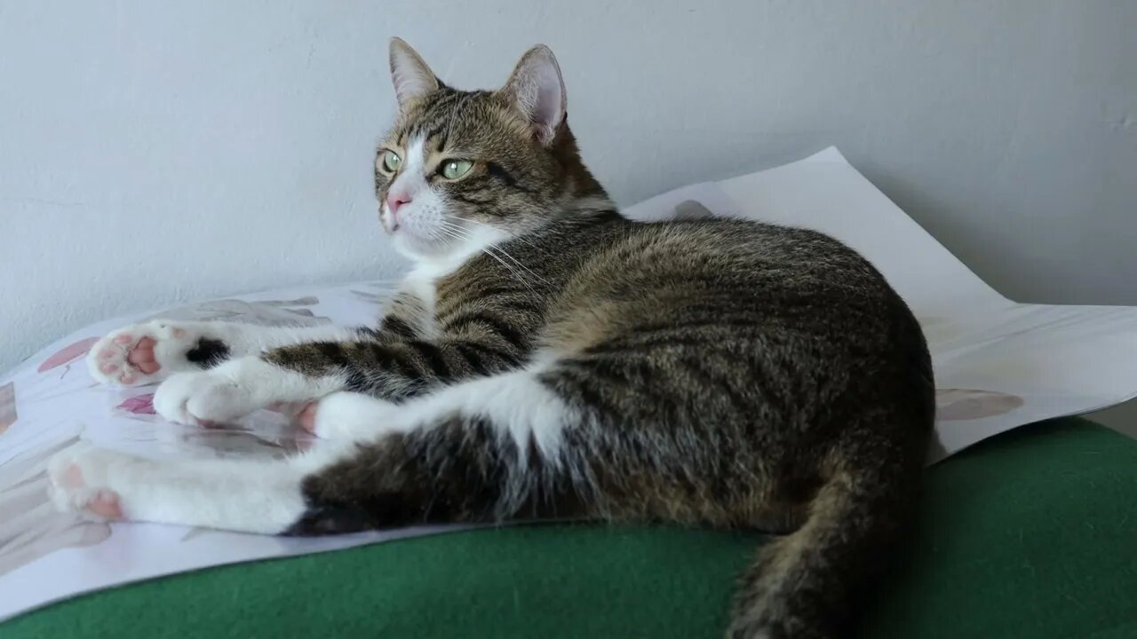 This Cat Is so Attached to His Cat Stickers