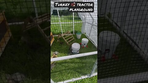 🦃 Turkey Tractor Playground on pasture #farming #turkey #poultryfarming #shorts