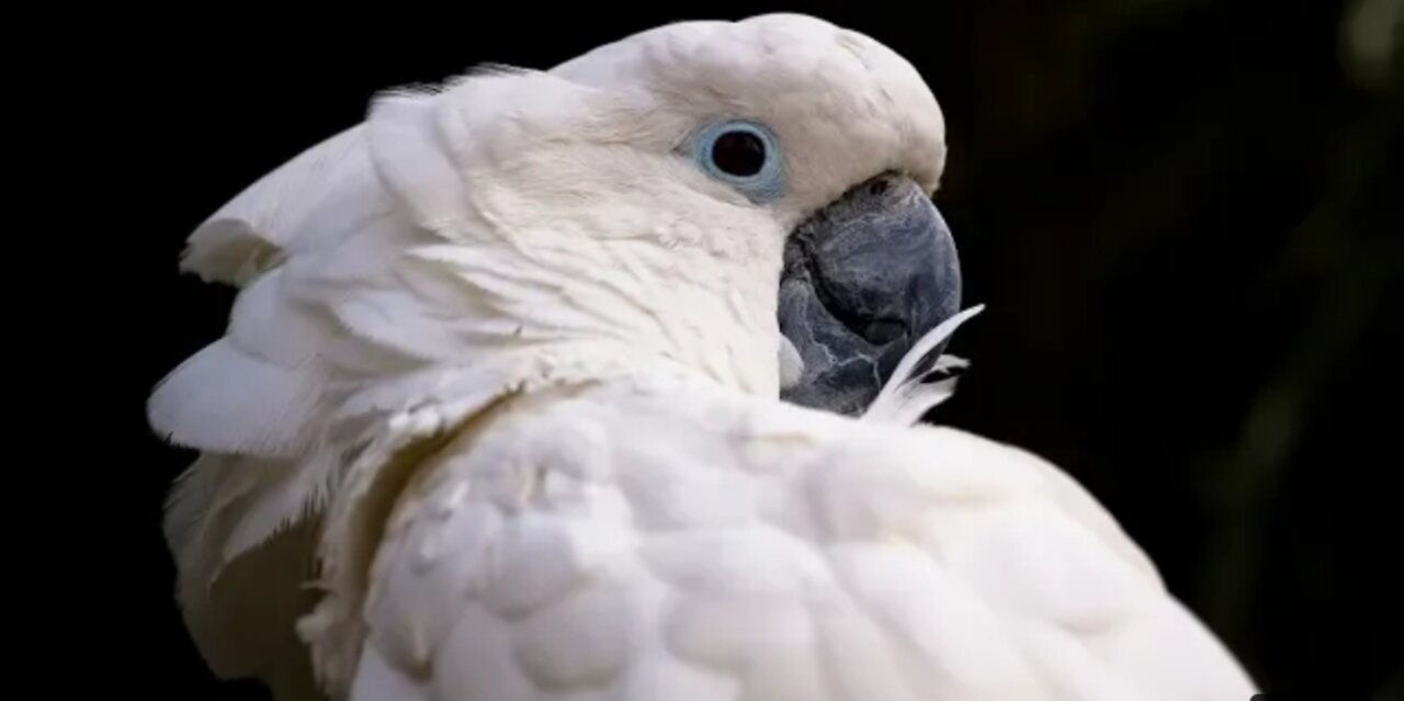 Funny Cockatoo Talking Compilation - Cockatoo Funny 😂😁