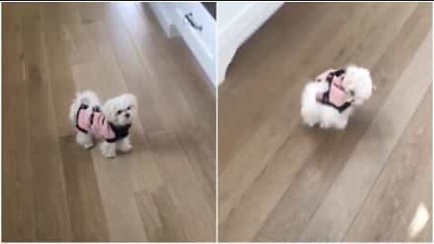새로운 겨울 옷을 싫어하는 말티즈