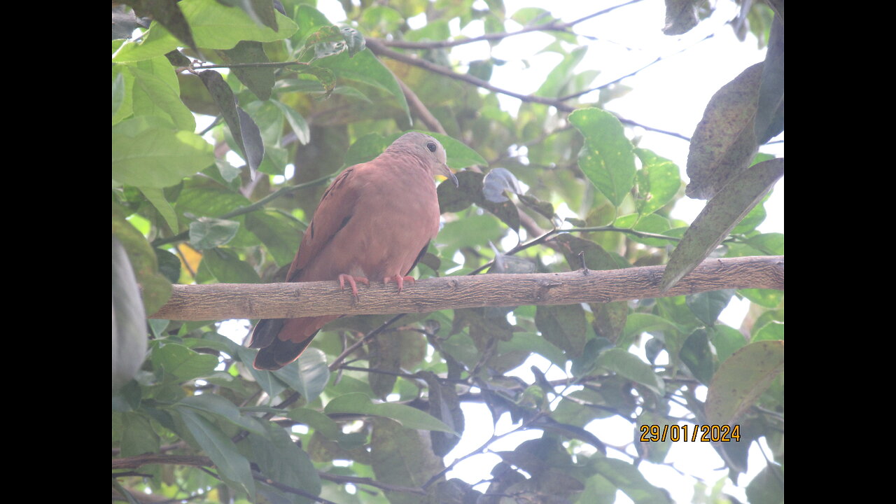 My lovebird singing