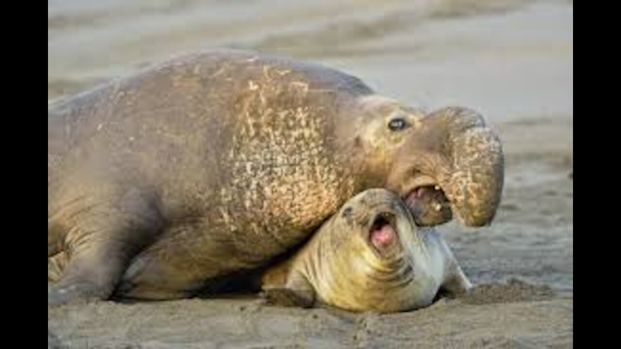 Piedras Blancas Elephant Seal Rookery