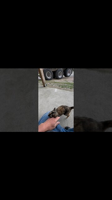 She finally came and said, good morning again #cat #cats #catshorts