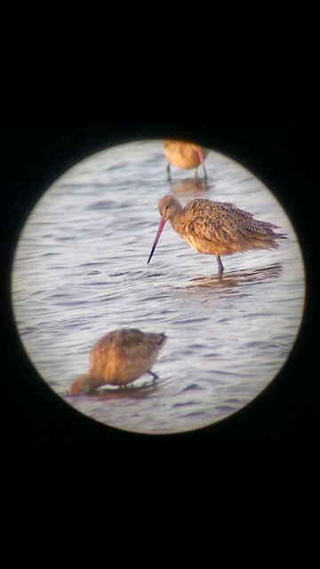 Marbled Godwits in Elkhorn Slough