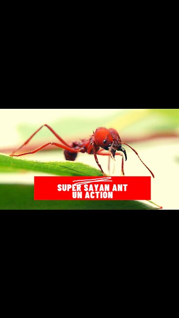 Ant Power