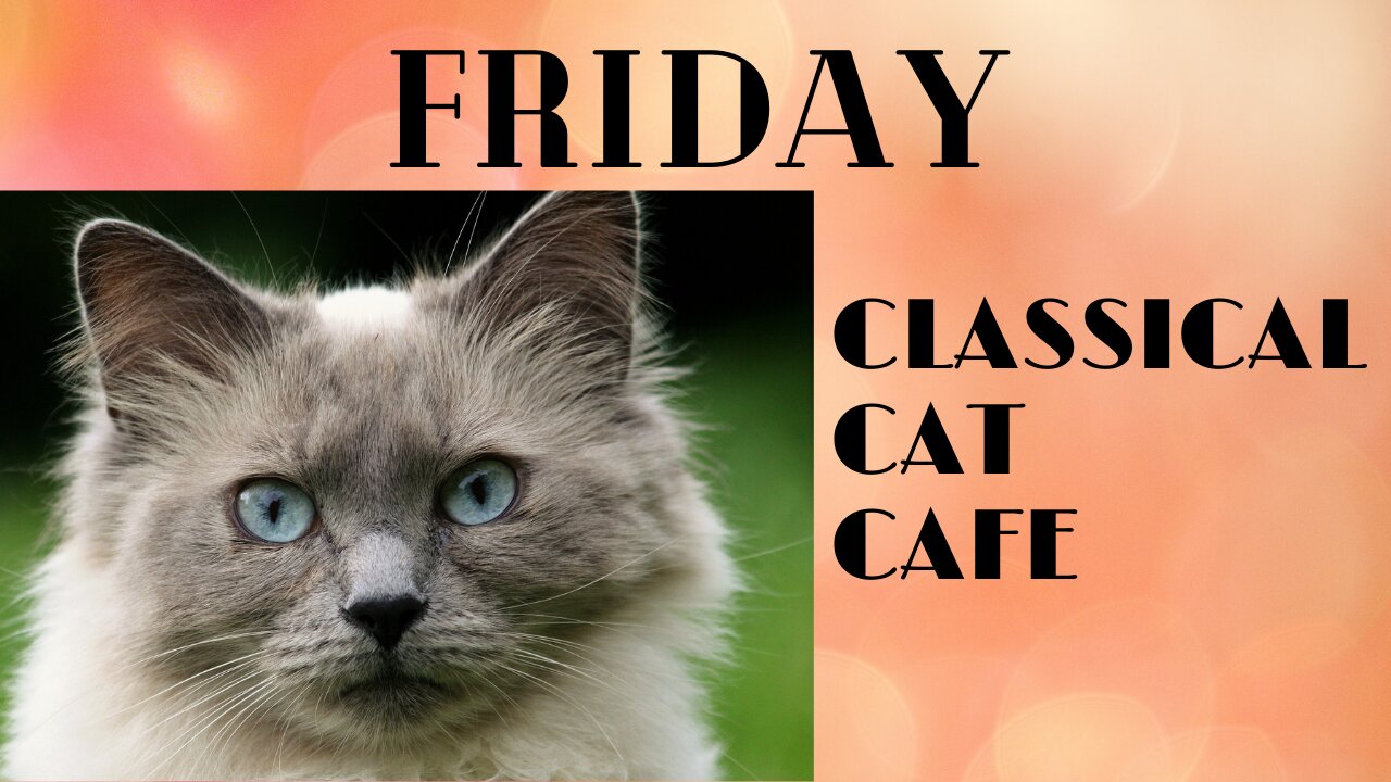 Be invigorated by one hour of CLASSICAL CAT CAFE FRIDAY