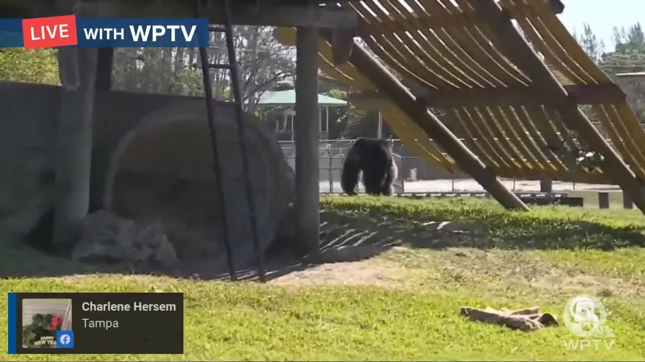 Chimpanzees pick winner for Super Bowl LV in Loxahatchee
