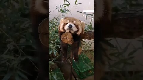 ... mood, 🤎🤎🤎