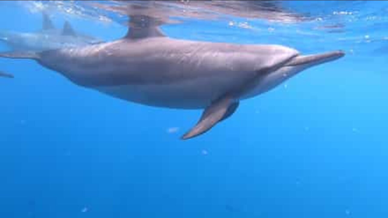 Mergulhe junto com golfinhos nas belezas do mar do Havaí!