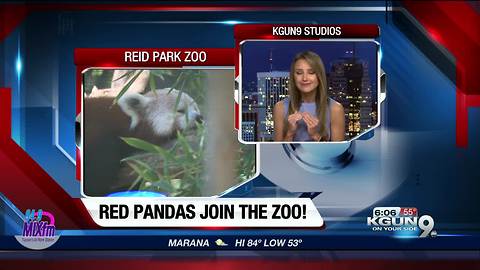 Red Pandas at Reid Park Zoo