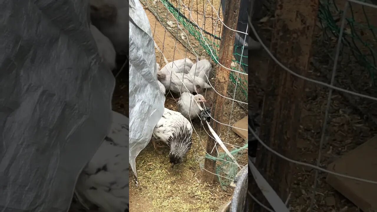 Guinea fowl keets exploring on the first day free ranging