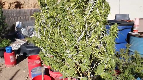 T Bird And Reds - 2022 Outdoor Cannabis Grow Update The Bird Loves to play, But I Love Harder