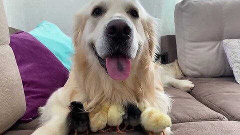 Adorable Golden Retriever and Cute Baby Chicks