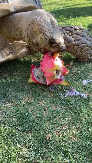 Herbert and the dragonfruit