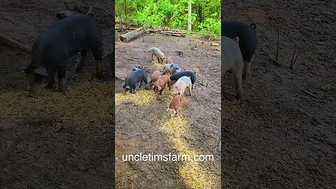 Piglets at the Chow Line @UncleTimsFarm #kärnəvór #carnivore #shorts #hereford #freerangepigs