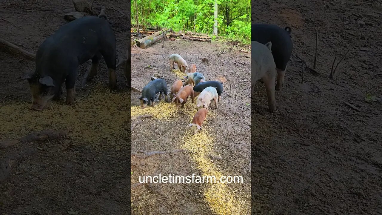 Piglets at the Chow Line @UncleTimsFarm #kärnəvór #carnivore #shorts #hereford #freerangepigs