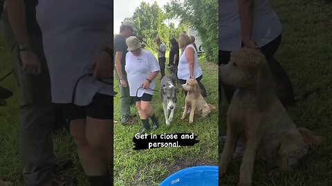 Close quarters stability and obedience drills. #dogtraining