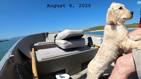 GOLDEN RETRIEVER PUPPY LOVES BOATING, PART 2 OF 2