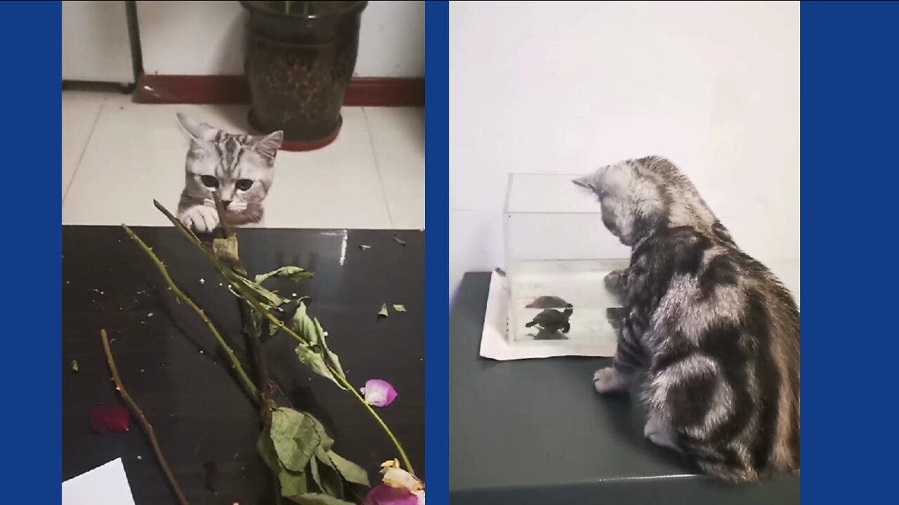 Cute kitten loves to play with turtles