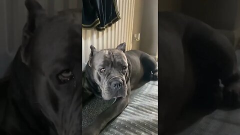 My beautiful 🤩 cane corso #subscribe #dogs #foryou #viral #canecorso #fyp