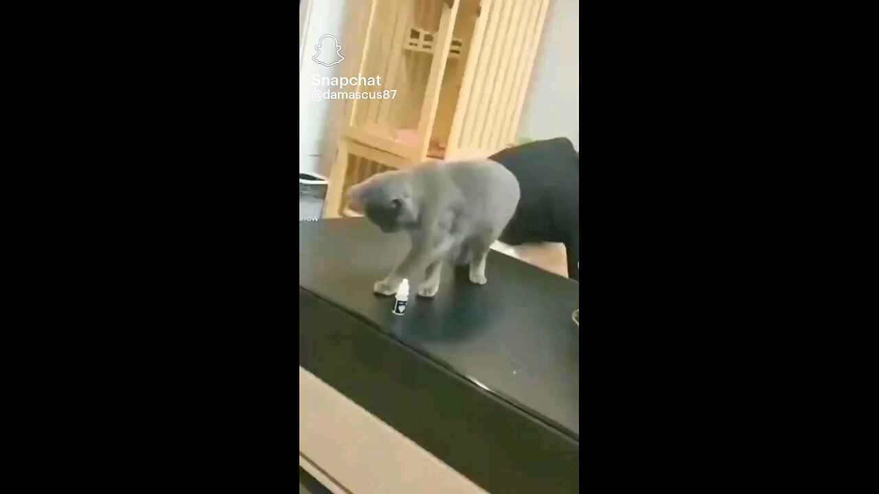 Cat knows what's up 🤣