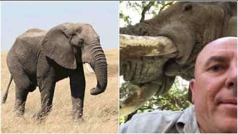 Incredibile incontro con un elefante in un safari africano