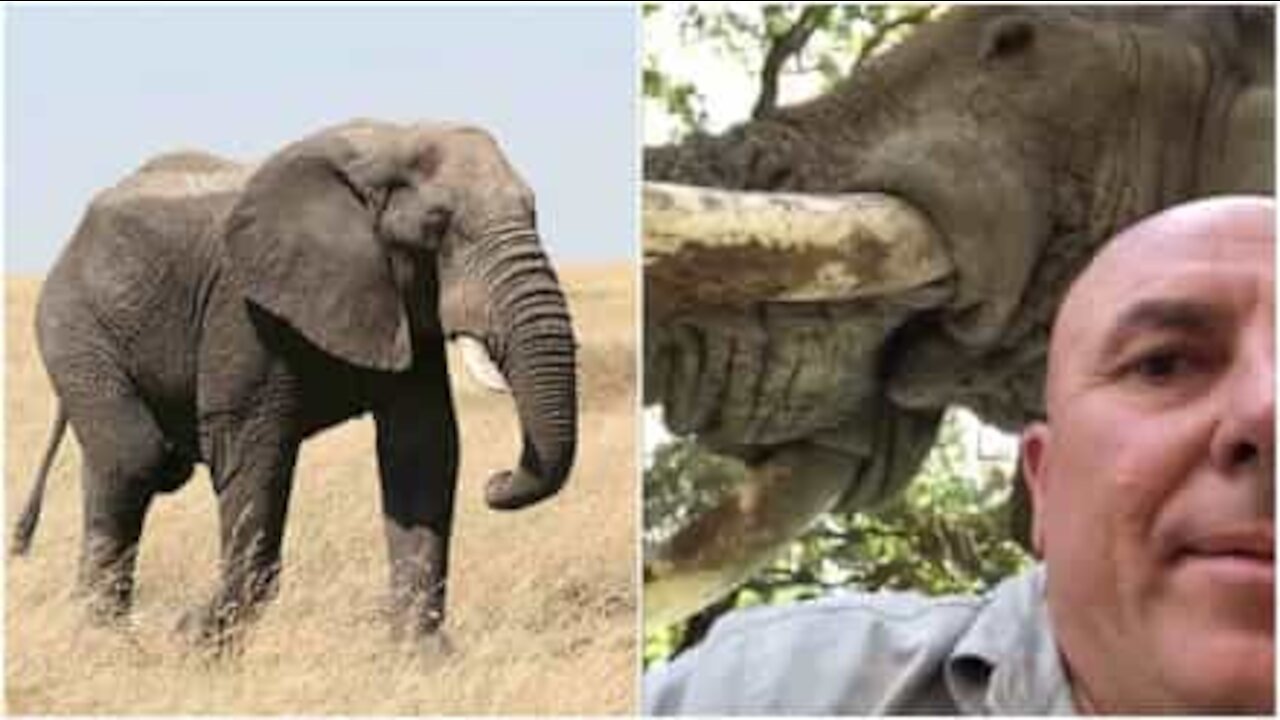 Incredibile incontro con un elefante in un safari africano