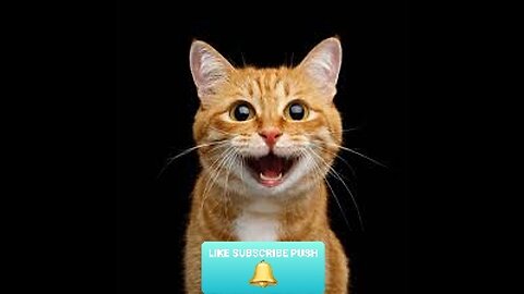 new funny animals video 2023| cat and dog's videos || #49 funny animal videos