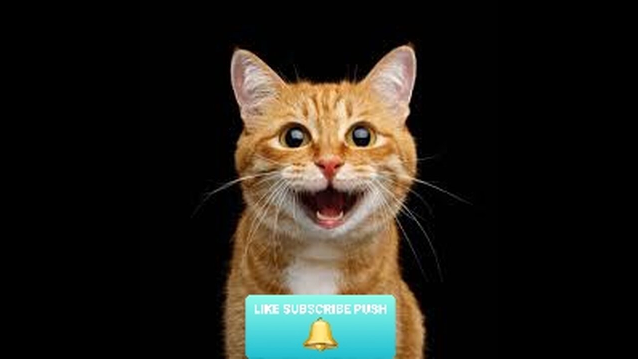 new funny animals video 2023| cat and dog's videos || #49 funny animal videos
