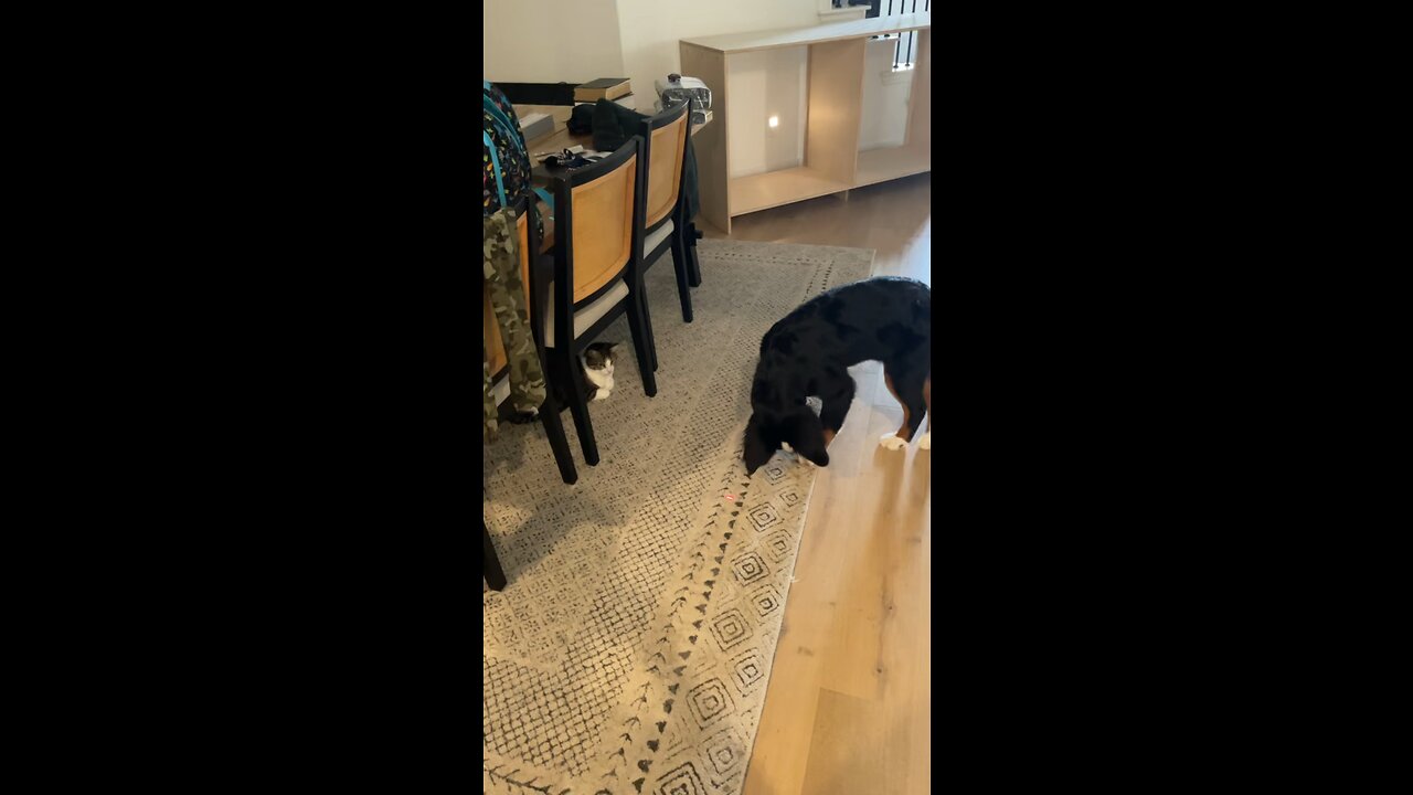 Dog vs Laser