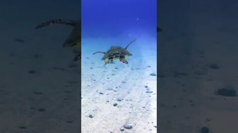 Underwater 🫧🫧... #ocean #nature #undersea #underwater #underwaterphotography #tortoise