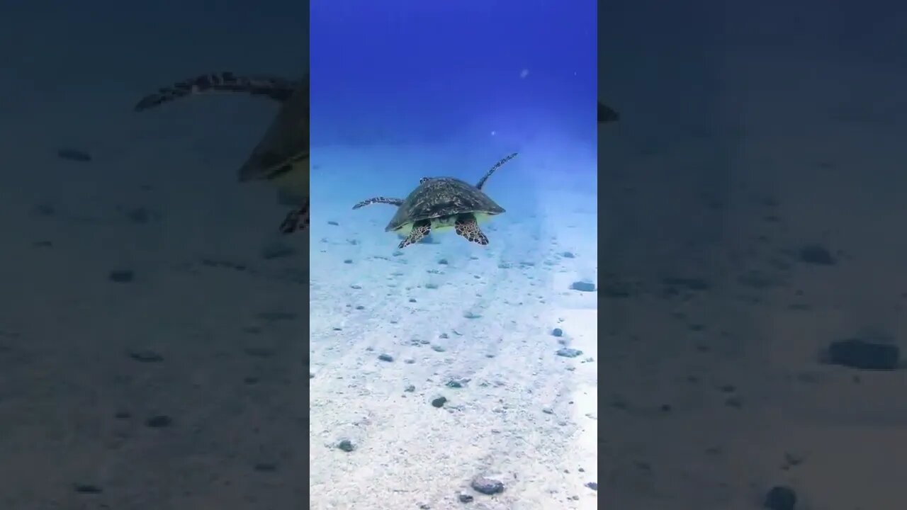 Underwater 🫧🫧... #ocean #nature #undersea #underwater #underwaterphotography #tortoise