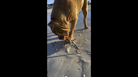 MASSIVE Pit Bull finds a tasty treat on Xmas Eve! 🦁🌊🥶