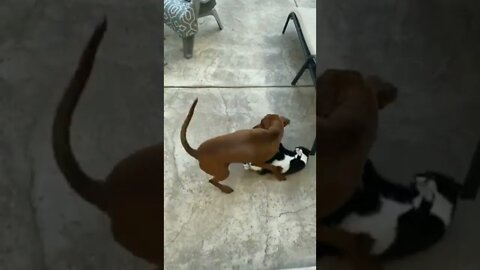 They keep stopping to make sure nobody is watching them wrestle…😏😂🐶🐈