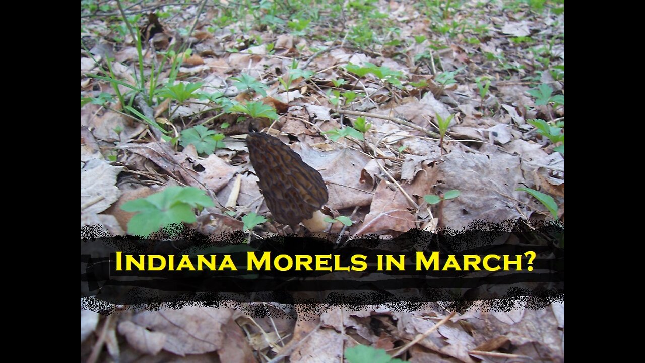 Morel Mushrooms---in March! ( bonus wildflowers)