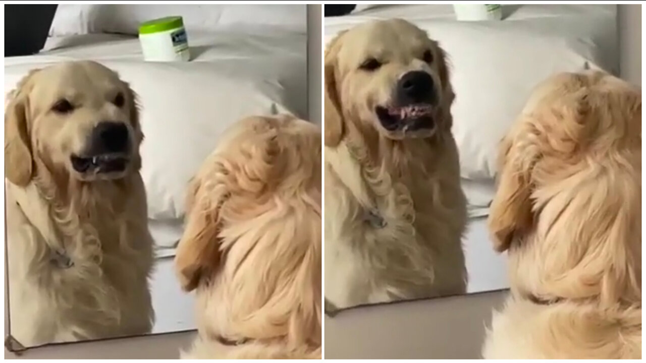 A funny dod get angry at him in frond at mirror