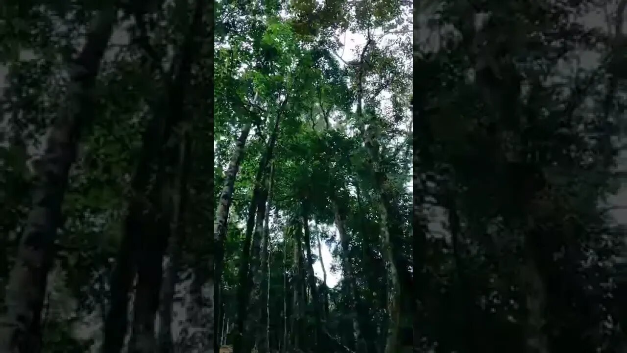 nature#beutifulforest#shorts