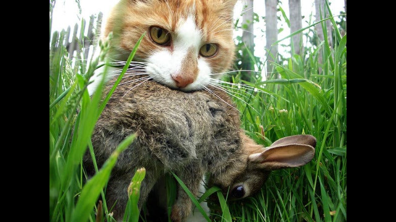 Funny cats with a rabbit😇😂