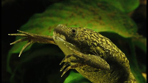 5 Fun Facts About The African Clawed Frog